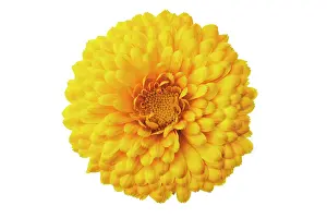 Exquisite: Marigold
