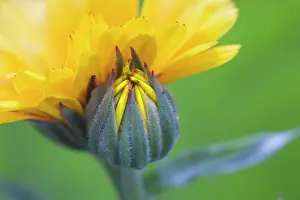 Combined: Marigold