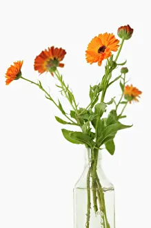 Homeopathic: Marigold