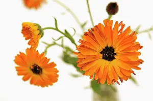 Homeopathic: Marigold