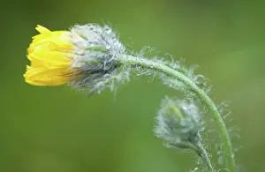 Weak: Marigold