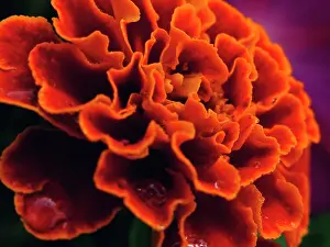 Tagetes: Marigold