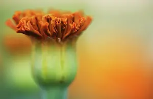 Tagetes: Marigold
