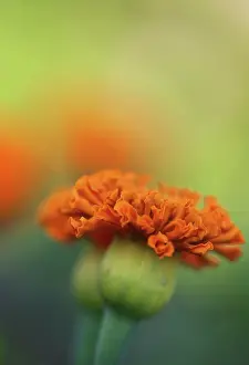 Tagetes: Marigold