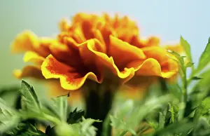 Tagetes: Marigold