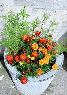 Tagetes: Marigold