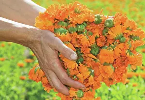 Inheritance: Marigold