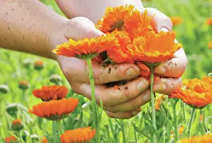 Inheritance: Marigold