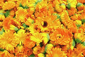 Calendula: Marigold