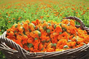 Calendula: Marigold