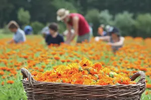 Calendula: Marigold
