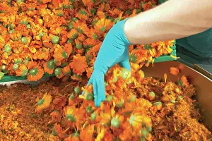 Calendula: Marigold