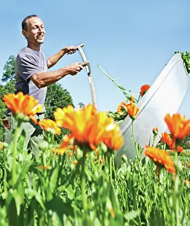 Calendula: Marigold