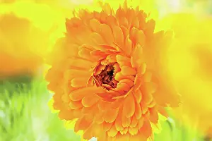 Calendula: Marigold