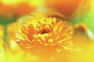 Calendula: Marigold