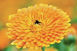Calendula: Marigold