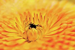 Calendula: Marigold