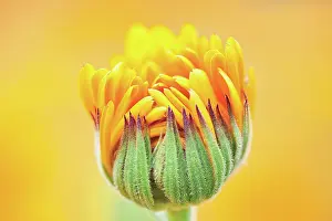 Calendula: Marigold
