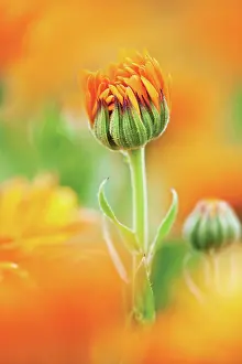 Calendula: Marigold