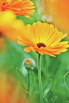 Calendula: Marigold