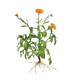 Calendula: Marigold