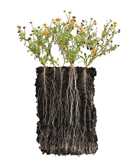 Tough: Marigold