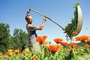 Calendula: Marigold