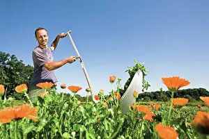 Joyful: Marigold