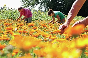 Marigold: Marigold