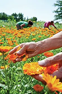 Marigold: Marigold