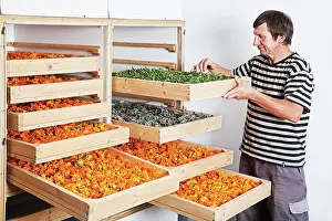 Marigold: Marigold