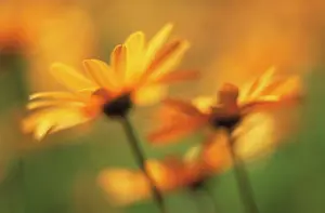 Joyful: Marigold