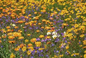 Joyful: Marigold