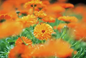 Marigold: Marigold
