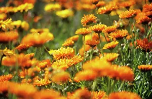 Marigold: Marigold
