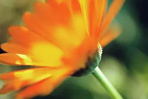 Marigold: Marigold