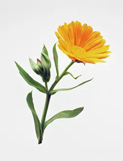 Marigold: Marigold