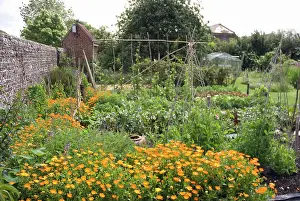 Layers: Marigold