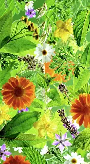 Marigold: Marigold