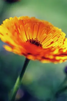 Marigold: Marigold