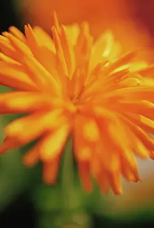 Marigold: Marigold
