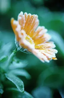Peach: Marigold
