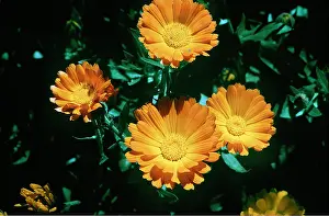 Marigold: MARIGOLD