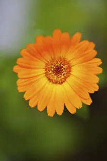 Marigold: Marigold, Calendula officinalis, Close up of orange
