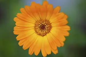 Daisy: Marigold, Calendula officinalis, Close up of orange