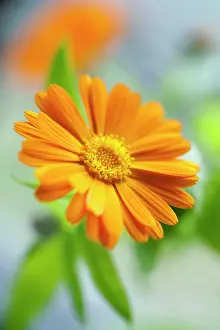 Marigold: Marigold, Calendula officinalis. Close front view