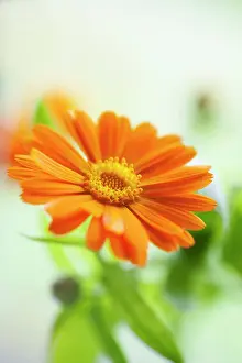 Marigold: Marigold, Calendula officinalis. Close front view