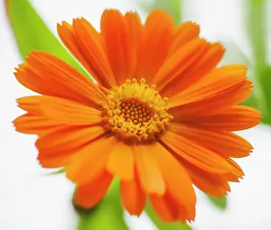 Marigold: Marigold, Calendula officinalis. Close front view