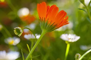Marigold: Marigold, Calendula officinalis, Orange coloured