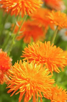 Marigold: Marigold, Calendula officinalis Porcupine, Several